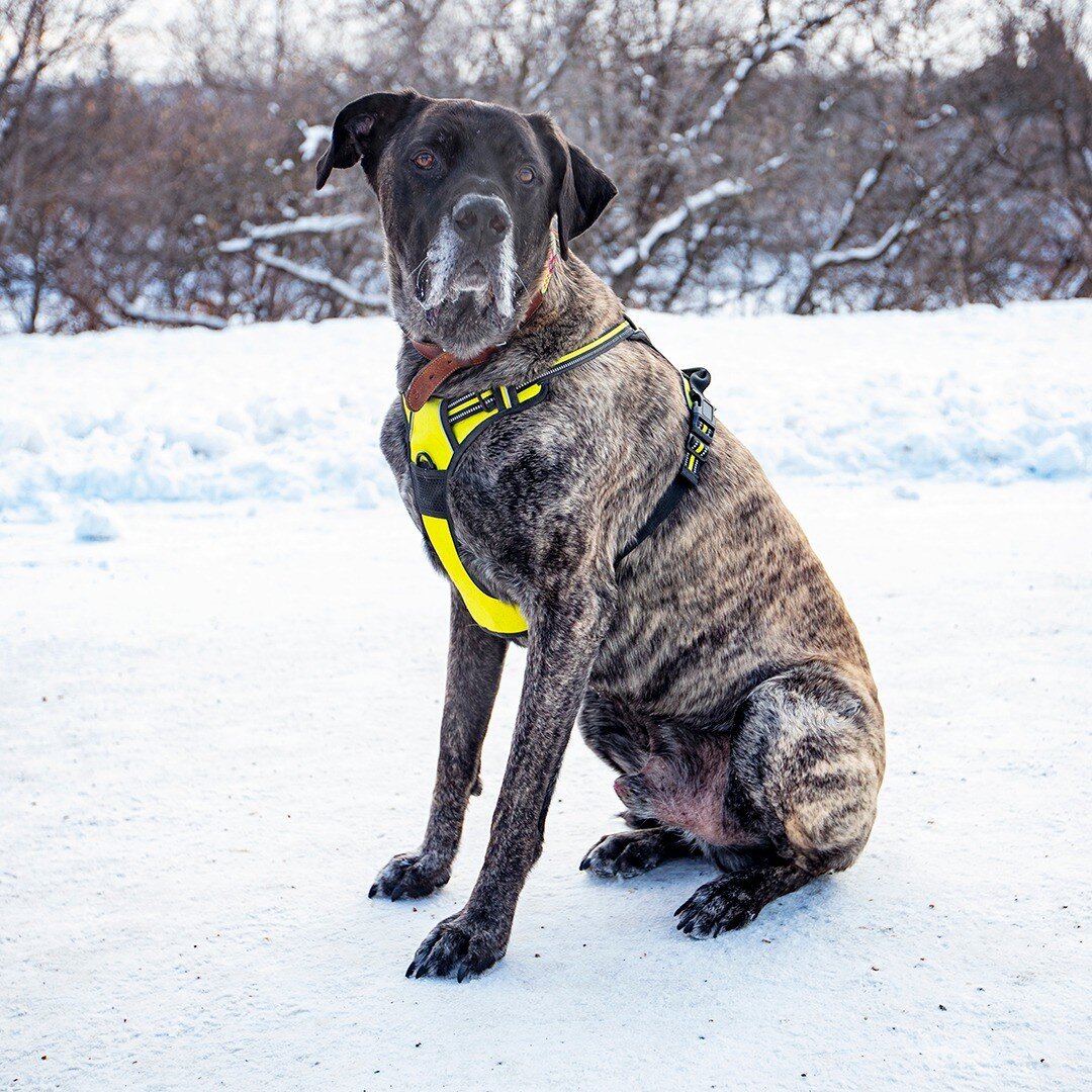 Zeus - Great Dane Mastiff mix - 9 years old - &quot;He's been through therapy dog training and he's done that sort of work in the past. He's super mellow so we figured that becoming a therapy dog was his calling.&quot;
.
.
.
.
.
.
.
.
.
#EdmontonDogB