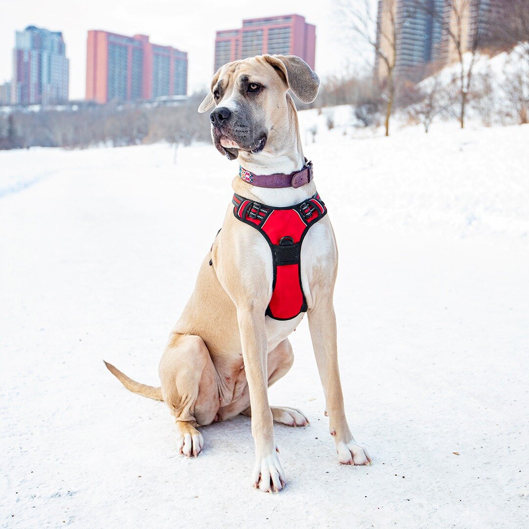 Bernie - Great Dane Mastiff mix - 1 year old - &quot;Her full name is Bernadetta, but we call her Bernie for short. Puppyhood has been a whirlwind with her. She's eaten one of our couches right down to the springs, and all of our nice shoes have been