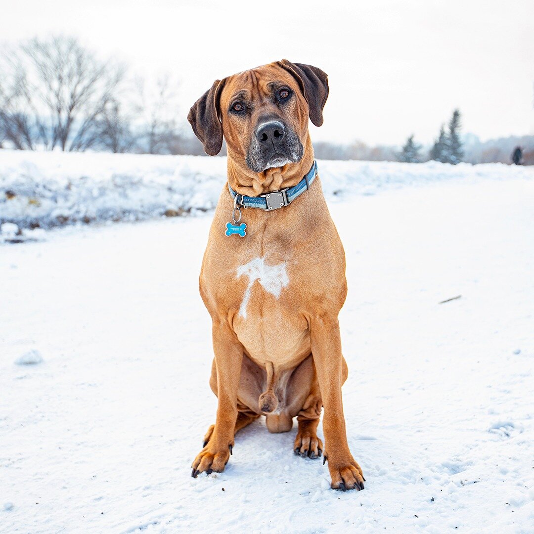 Leo - Rhodesian Ridgeback - 6 years old - &quot;Rhodesian's sometimes have a bad reputation for being hyper and nuts, but he's not like that at all. He's as mellow as can be, and is a really sweet dog.&quot;
.
.
.
.
.
.
.
.
.
#EdmontonDogBlog #yeg #E