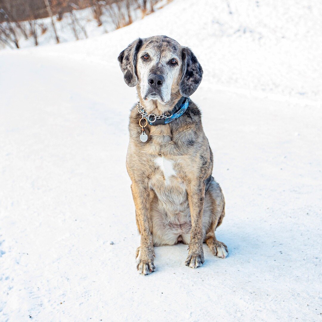 Maggie - Catahoula Leopard Dog - 9 years old - &quot;I've had her since she was just a pup, but the first 5 years of her life were a struggle. She was such a handful in those years. But thankfully she's calmed down a lot since then. She doesn't take 