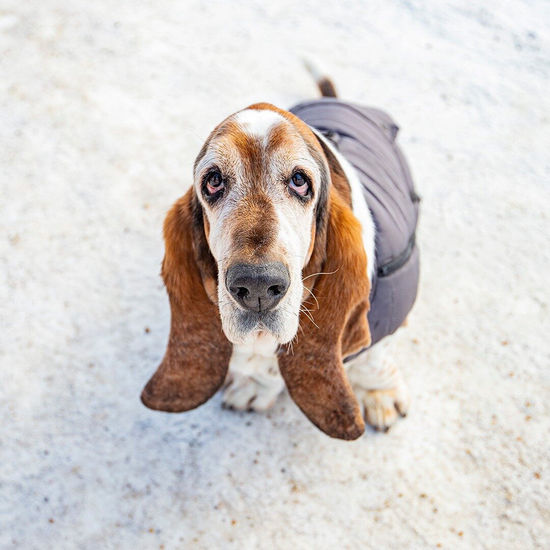 Henry - Basset Hound - 10 years old - &quot;We recently moved here from France, so this is his first winter in Canada.&quot;
.
.
.
.
.
.
.
.
#EdmontonDogBlog #yeg #Edmonton #yegdogs #dogsofyeg #edmontondogs #yegparks #winterdogs #bassethound #basseth