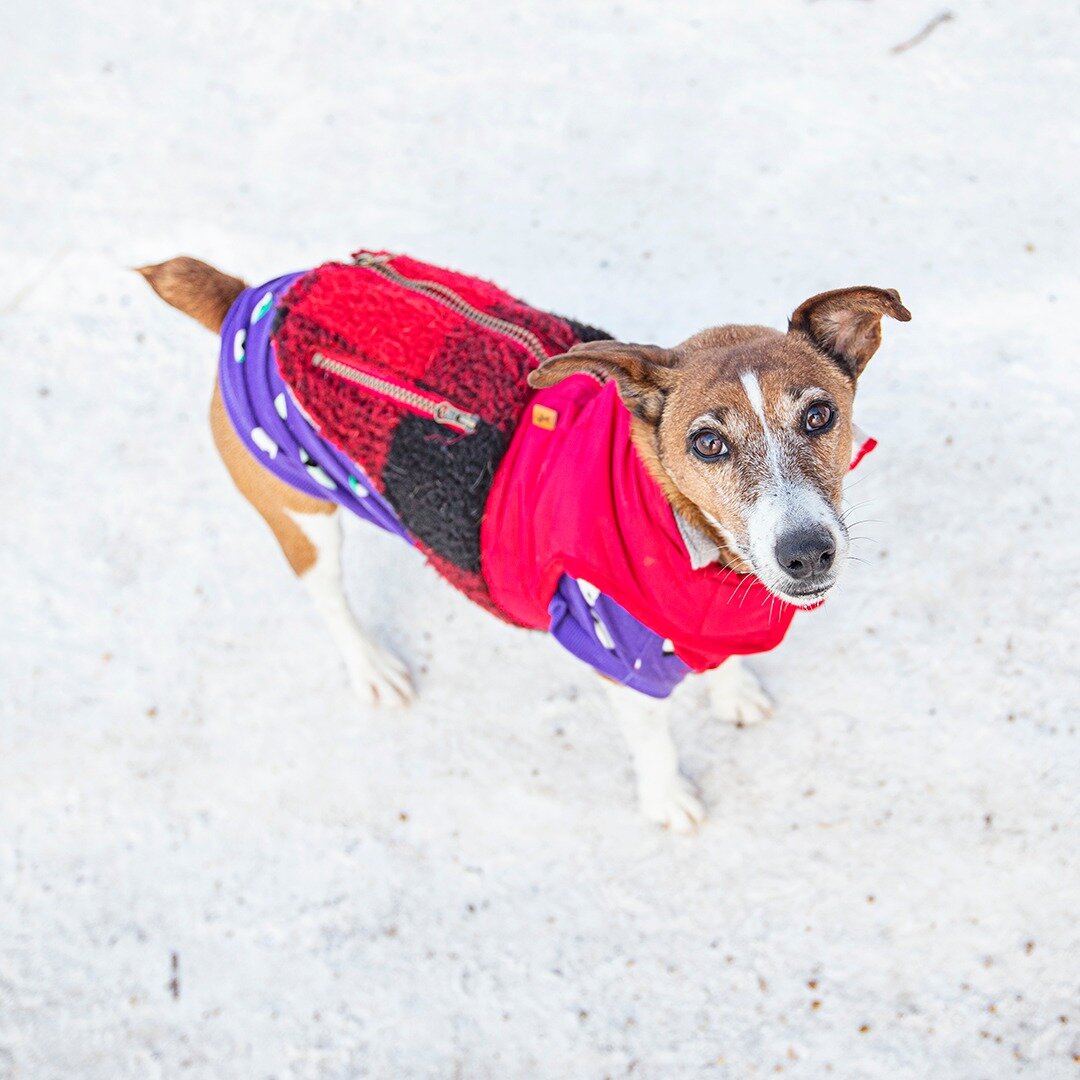Miado - Jack Russell Terrier mix - 6 years old - &quot;We were hiking with friends in Madagascar, and we came across her, all alone in the bushes. One of our friends needed to throw up, so we stopped and all of a sudden this little dog comes running 