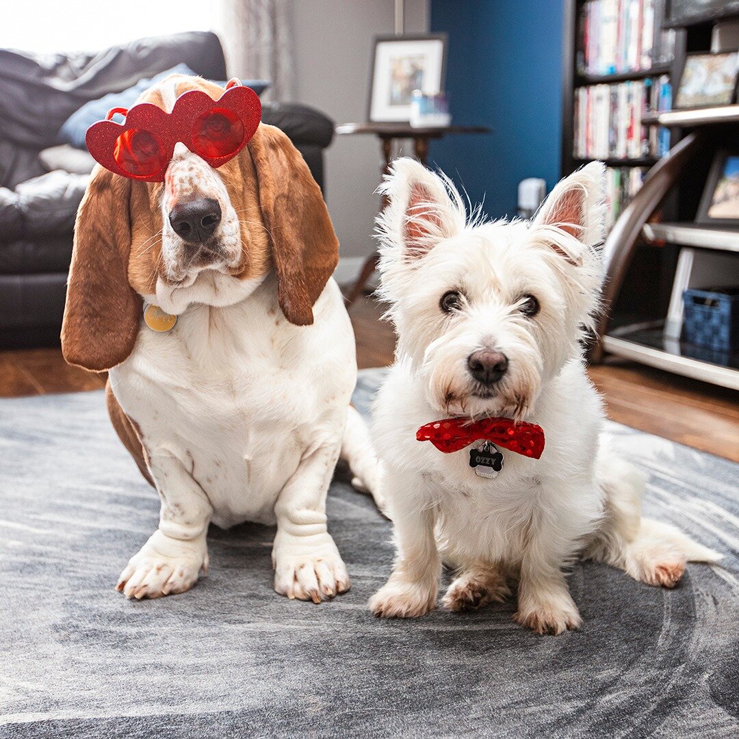 And they called it puppy love! 😍 Happy Valentine's Day from lover boys Ozzy &amp; Opie! 💘
.
.
.
.
.
.
.
.
.
.
#EdmontonDogBlog #HappyValentinesDay #ValentinesDay #puppylove #bassethoundsofinstagram #westiesofinstagram #bassethound #westie #westhigh