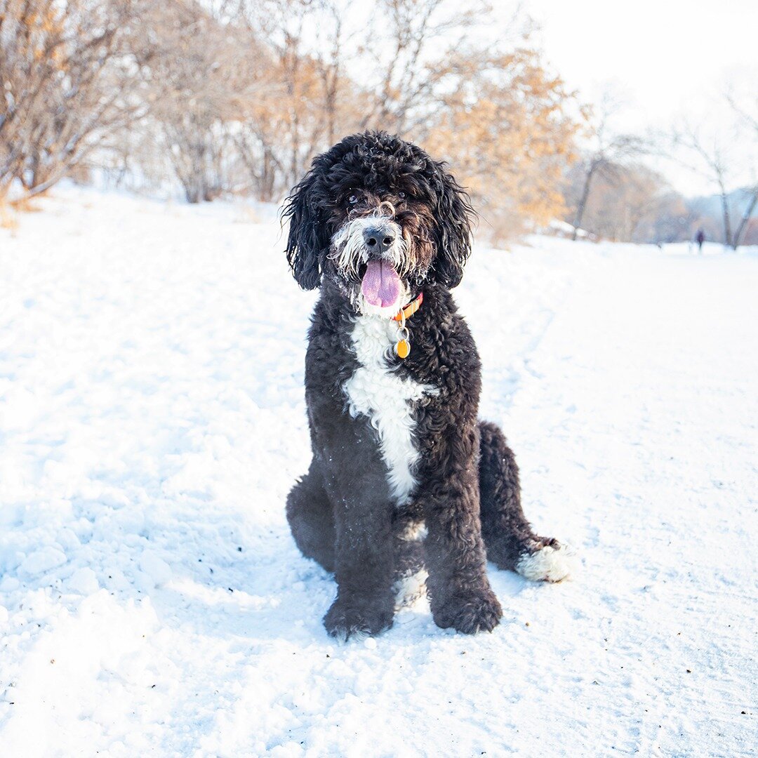 Bernice - Bernedoodle - 3 years old - &quot;The park is her happy place. When she's at home, she's really chill, but when we're here, she has the time of her life.&quot; @bernicethebernadoodle 
.
.
.
.
.
.
.
.
.
.
#EdmontonDogBlog #yeg #Edmonton #yeg