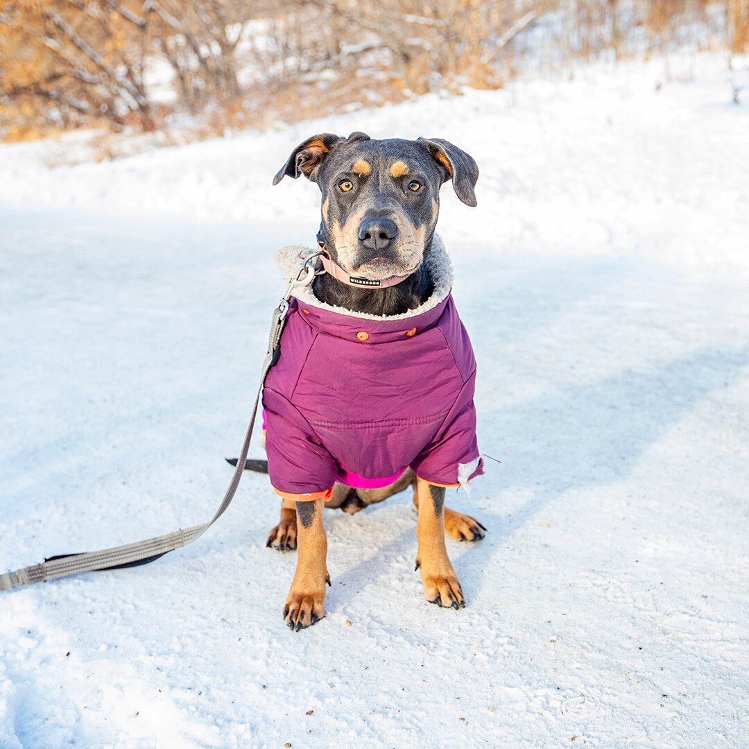 Nelly - Pitbull Doberman mix - 3 years old - &quot;She's a rescue from BARKS in Calgary. But BARKS found her down in California in a kill shelter, and they rescued her from that awful place. She's so calm and peaceful... To think that someone would p