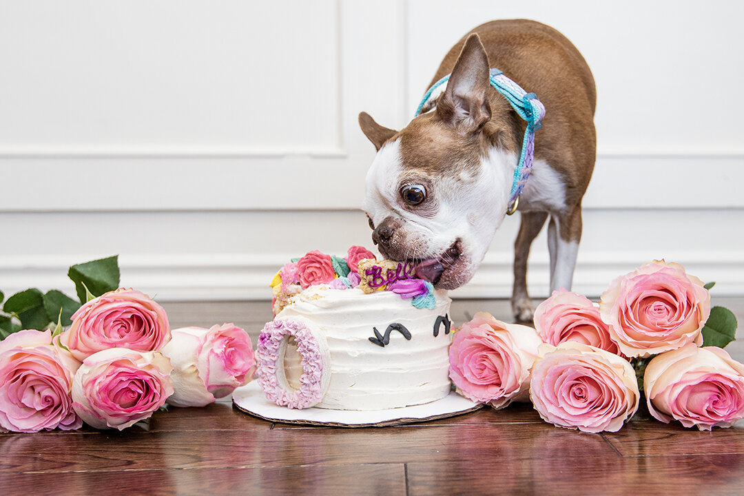 I had a wonderful time photographing Bella's 10th birthday cake smash yesterday! 😍
If this isn't the best way to celebrate with your dog... I don't know what is! 

The custom (and clearly delicious) unicorn cake was carefully crafted by @mandys_litt
