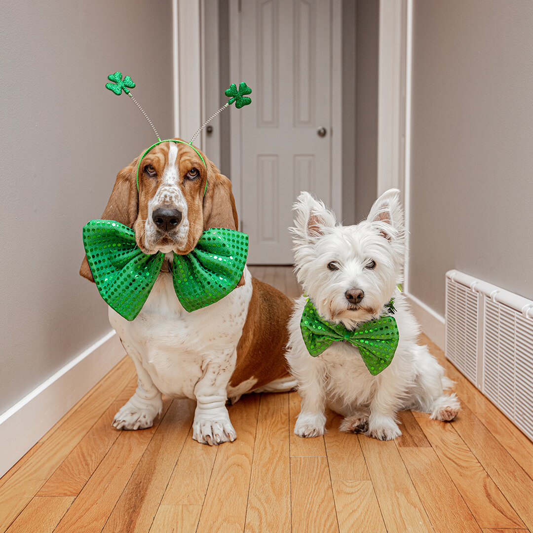 Happy St.Patrick's Day from these two lepre-dogs! 🐶🍀
.
.
.
.
.
.
.
.
.
.
#EdmontonDogBlog #yeg #edmonton #yegparks #stpatricksday #happystpaddys #happystpatricksday #leprechaun #dogsdressedup #bassethound #bassethoundsofinstagram #westie #westhighl