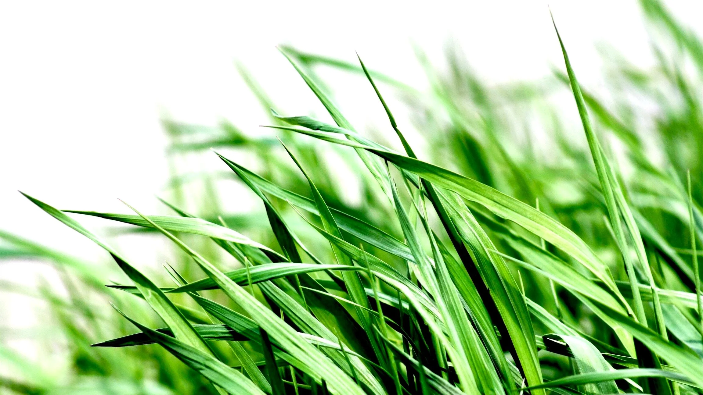 Close-up of green grass blades with a white background.