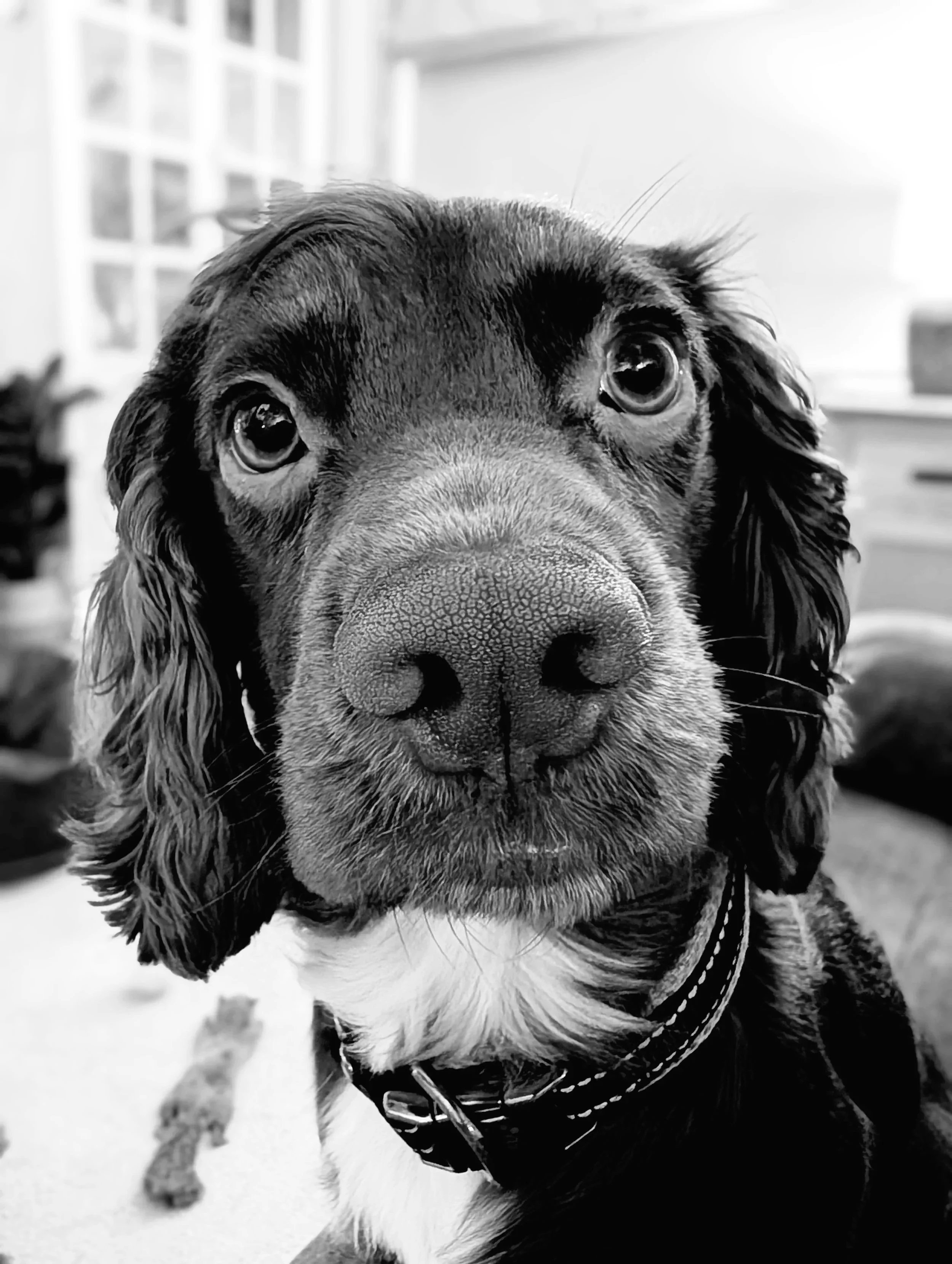 Close-up black-and-white photo of a dog with long ears and expressive eyes, wearing a collar, indoors.