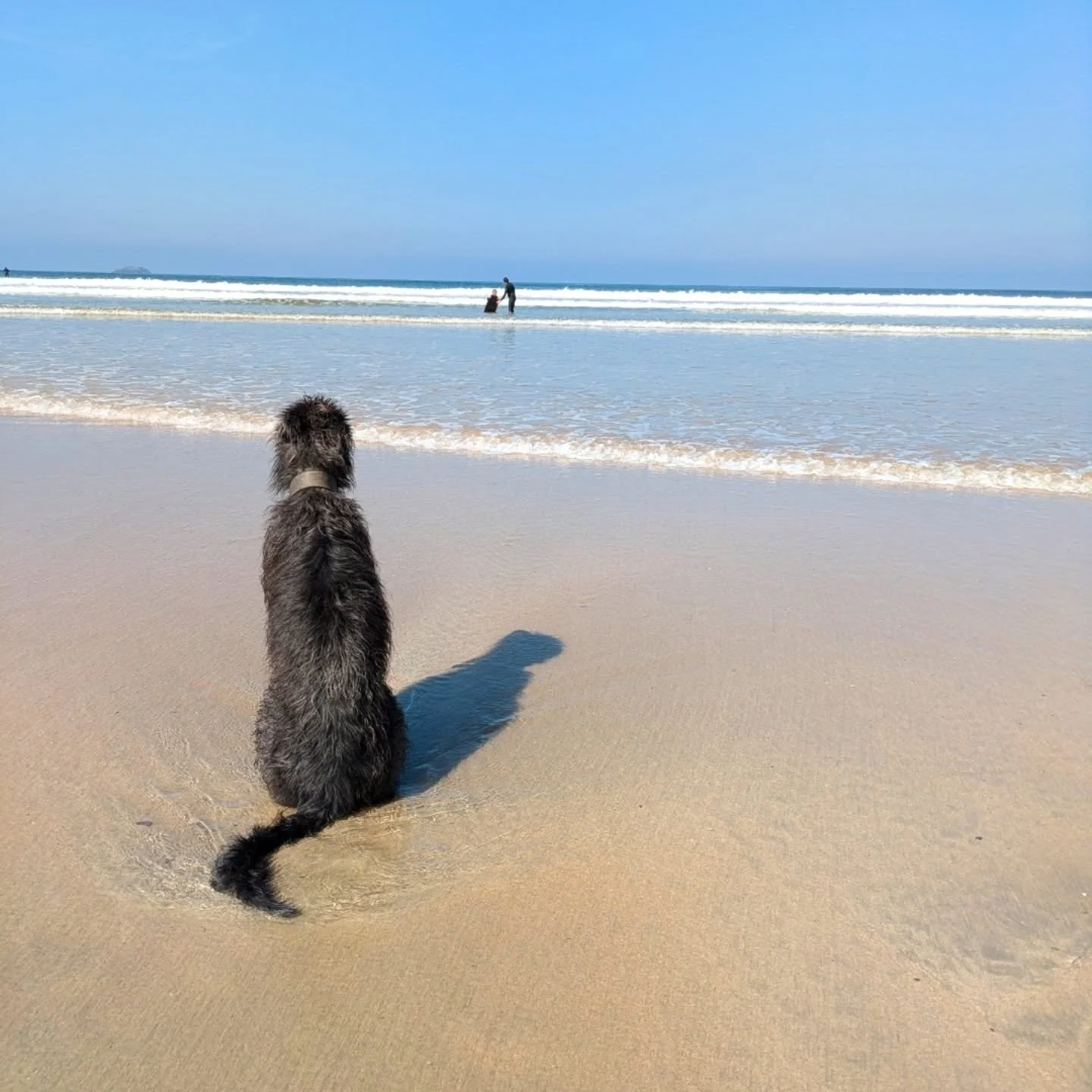 Happy 8th birthday to the scruffiest companion....Bo (Mr bojangles) also known as Bodhi, strong-Bo, scruff meister max...the list goes on. 

He's sometimes annoying but mostly wonderful and warm (especially when camping). He's loyal and has a sweet f