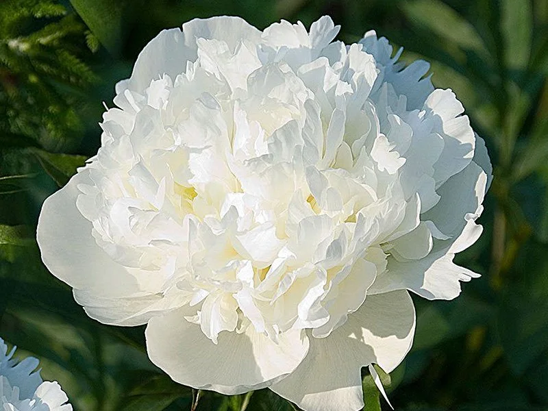 Duchesse-de-Nemours-Peony.jpg