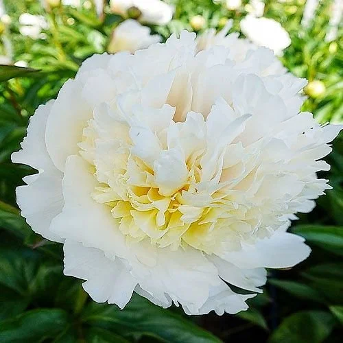 peony-bridal-grace.jpg