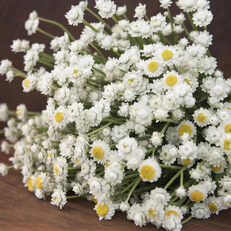 03800_01_winged_everlasting.jpg