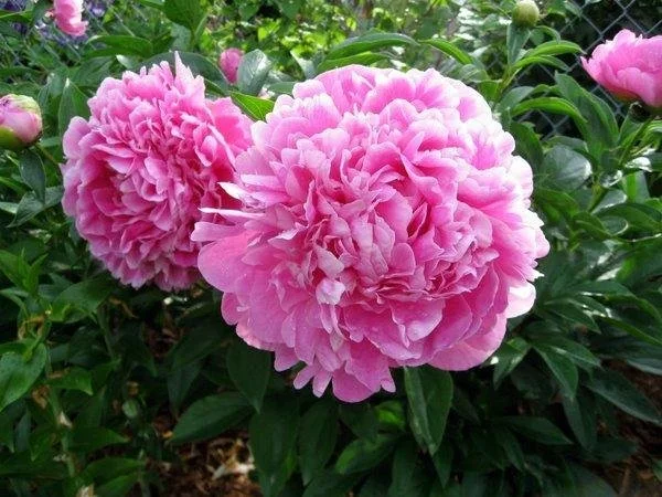 Jacorma Peony.jpg