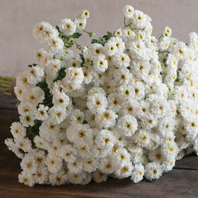 01708_01_tetrawhite.jpg