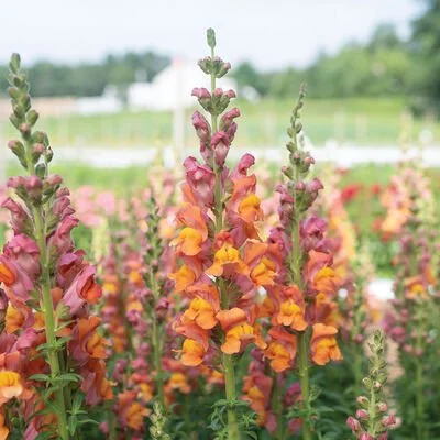 04250_01_potomac_dark_orange_snapdragon.jpg