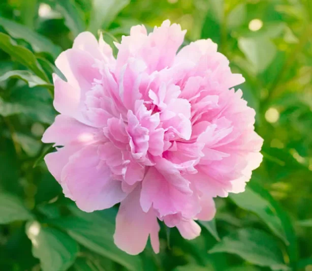 Dinner Plate Peony.webp