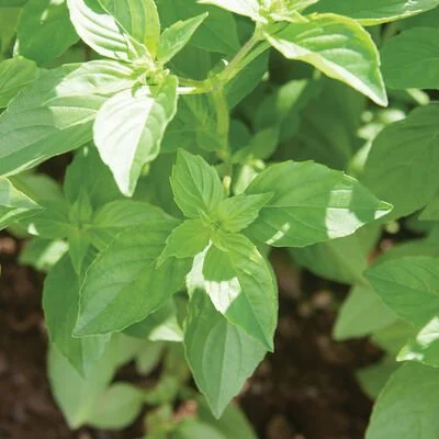 basil.jpg