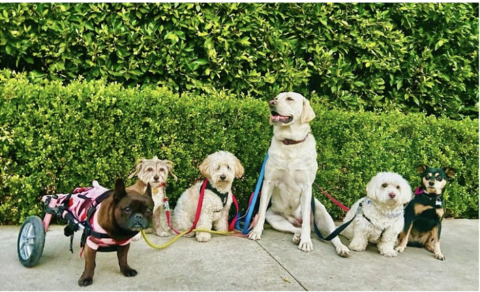 Newton Rotary's 2nd Annual DogFest