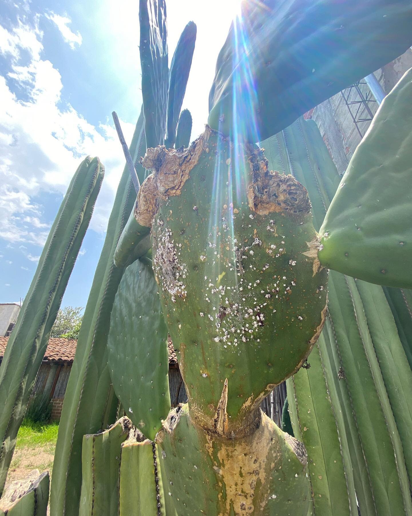 Fresh cochineal before it is removed from the cactus to create dye. #Cochineal is a traditional dye originally cultivated in Mexico, although the first known textiles that were found in the archaeological record are from Peru. 
This bright and beauti