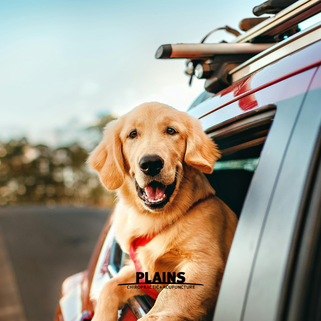 ✈️ Travel Pain-Free: Your Chiropractic Guide to a Comfortable Journey. 