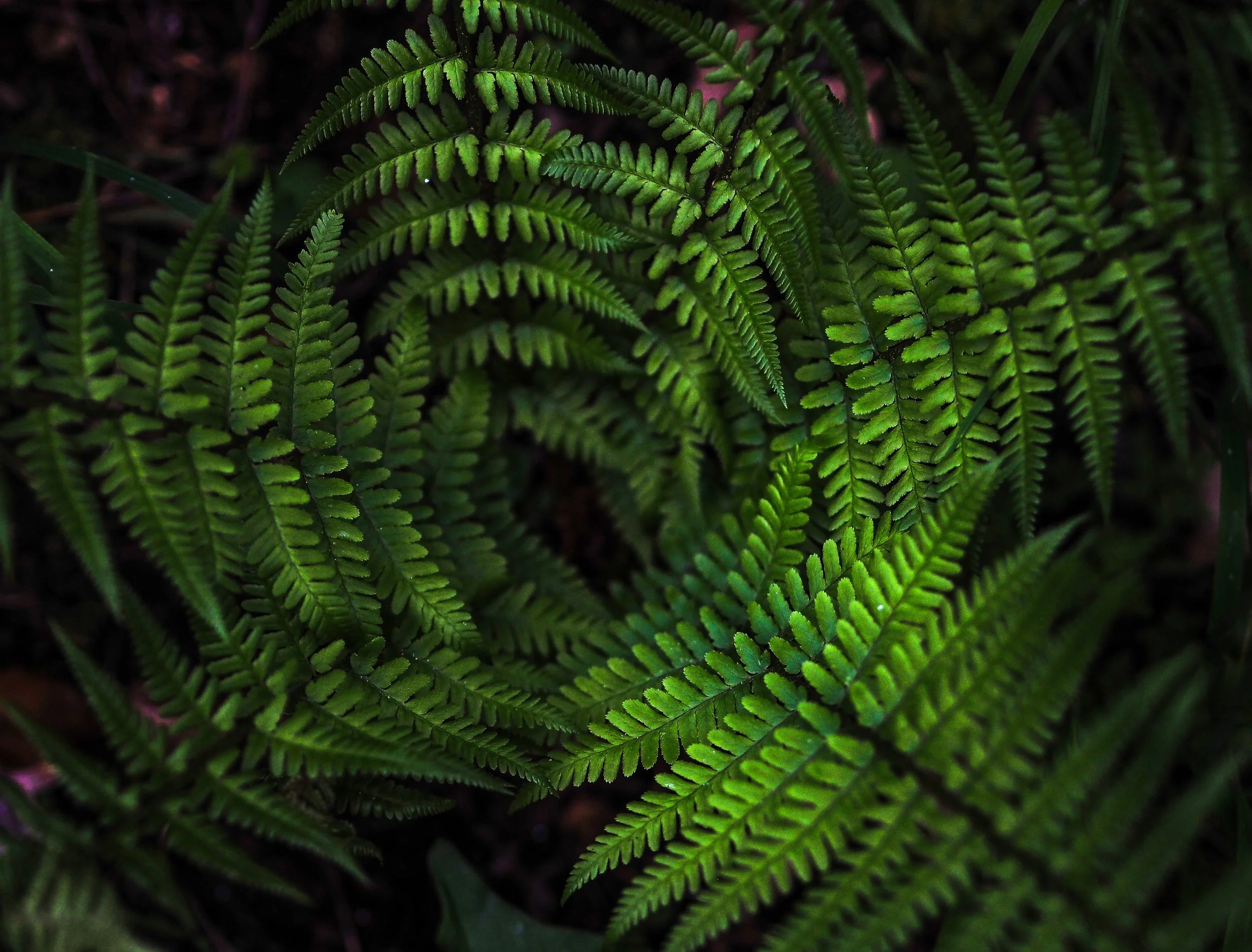 P1010347.jpg