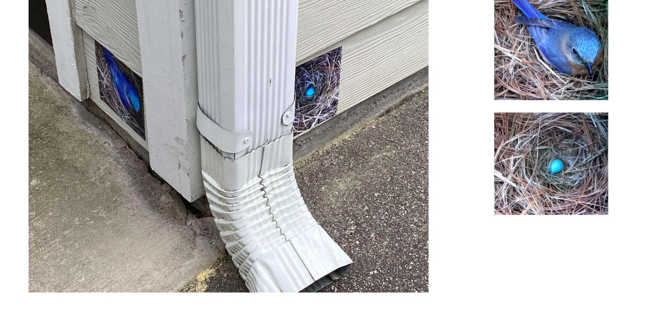 Two blue birds in nests, with one bird visible in a nest on the ground and the other bird partially visible in a nest next to a building.