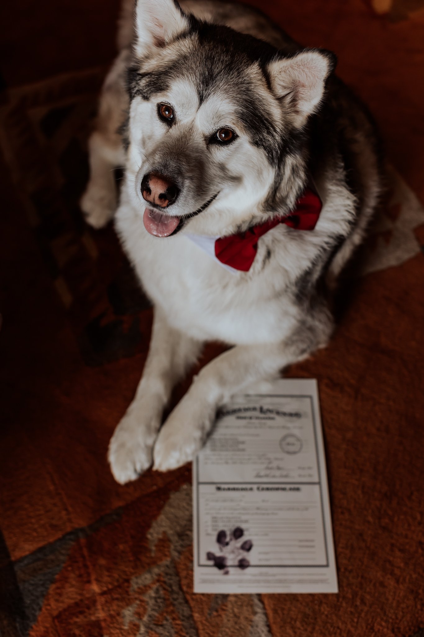 Elopement on Loveland Pass