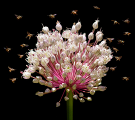 Just Bee