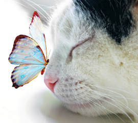 The Magic In Between 