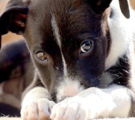Innocence 