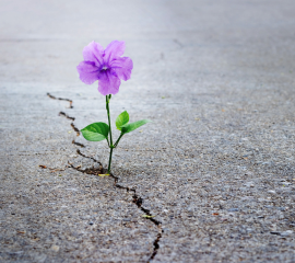 Through The Cracks You Rise 