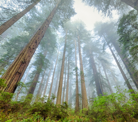 We The Trees 