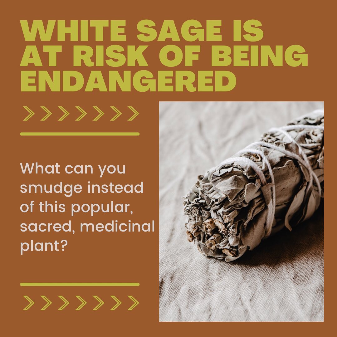 🪶 Smudging was originally done by indigenous people to ward off evil, protect their homes, invite positivity, etc&hellip;westernization has popularized this sacred ritual so much that this plant is becoming at risk of being endangered. I, myself, LO
