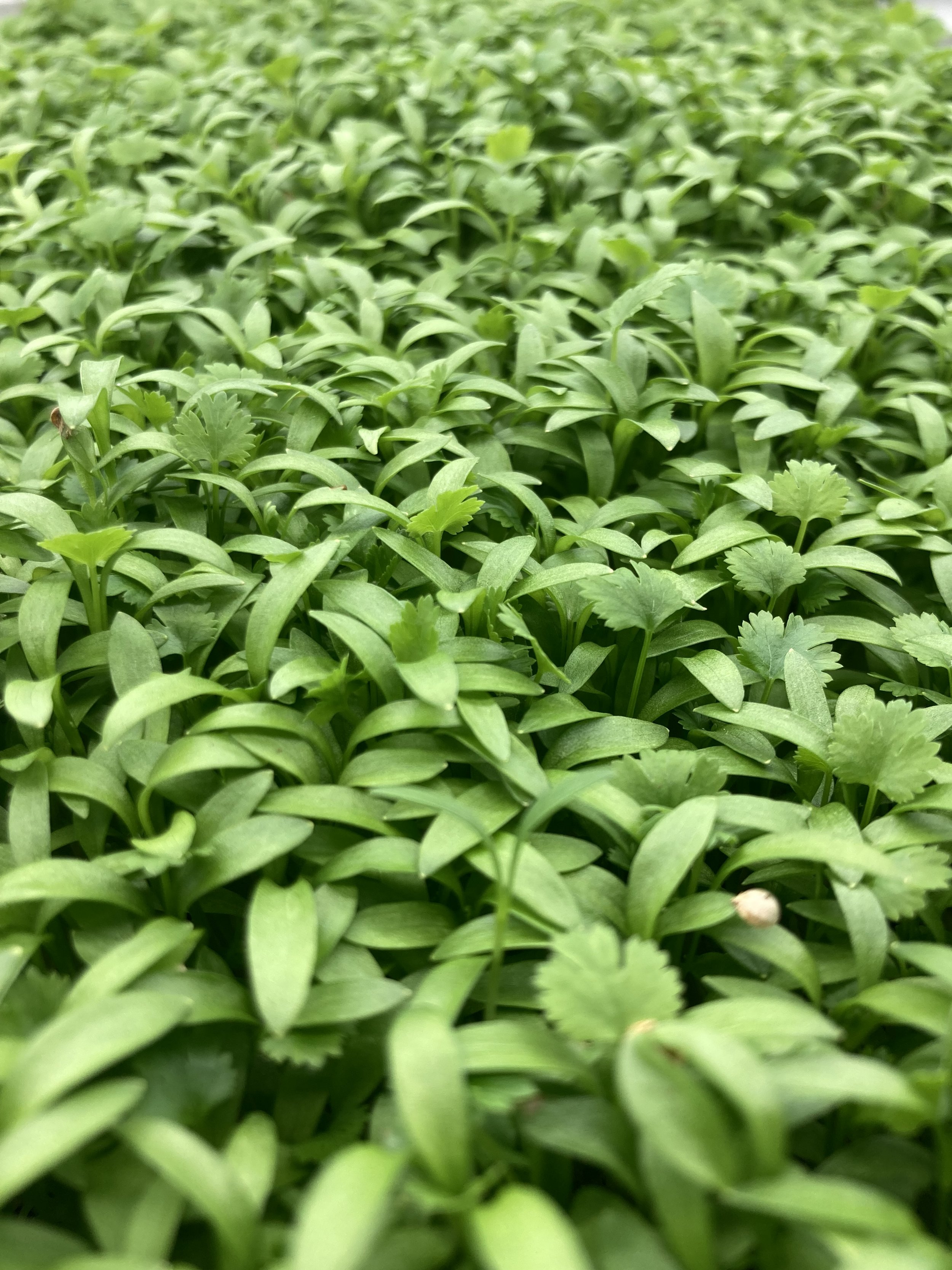 1oz Cilantro