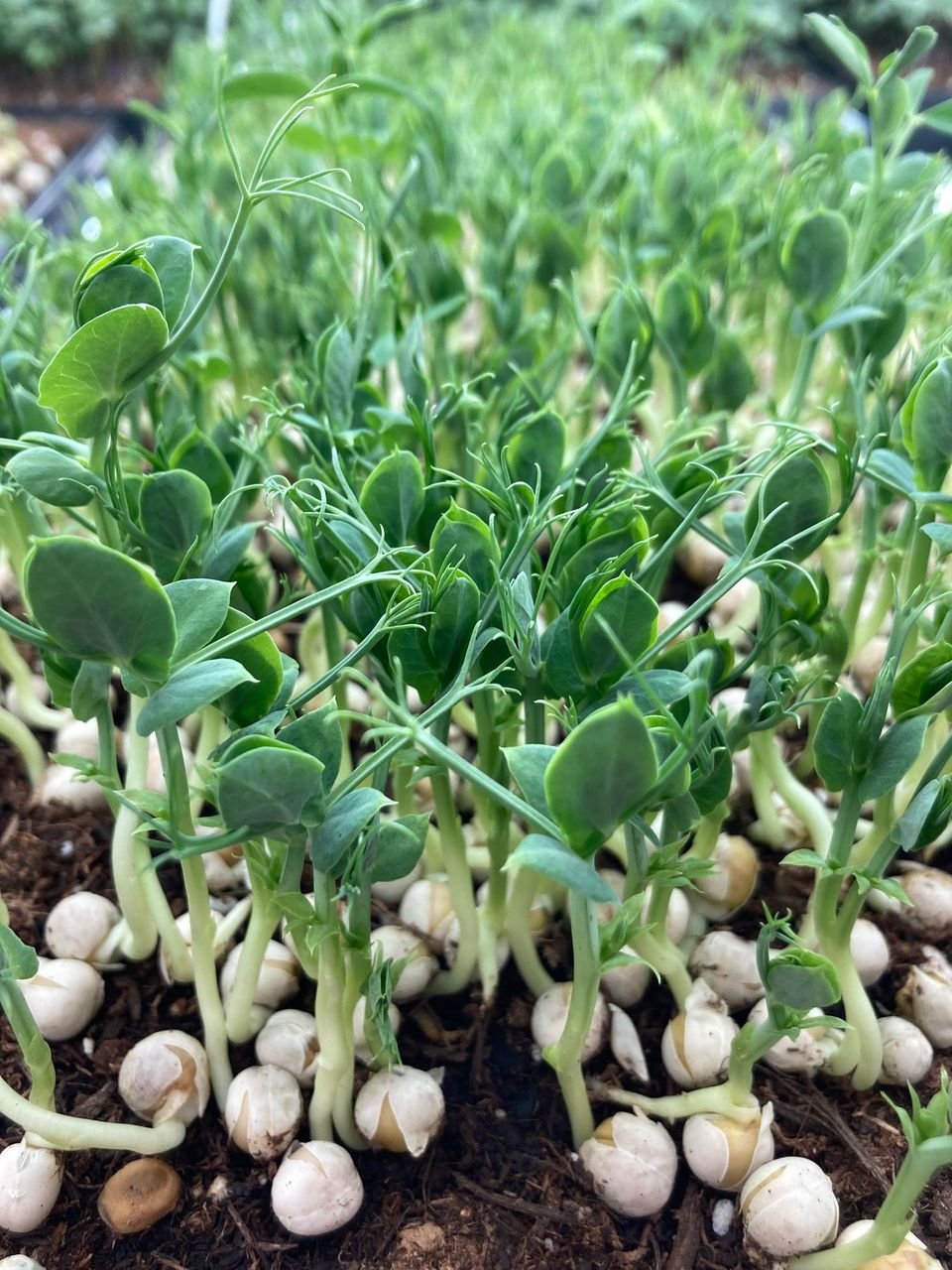 2oz Tendril Pea Shoots
