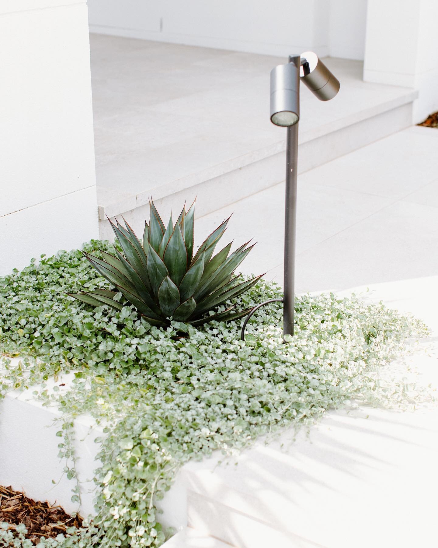 A mini statement to a front entry pocket. Agave blue glow and dichondra silver falls. #createyourescape