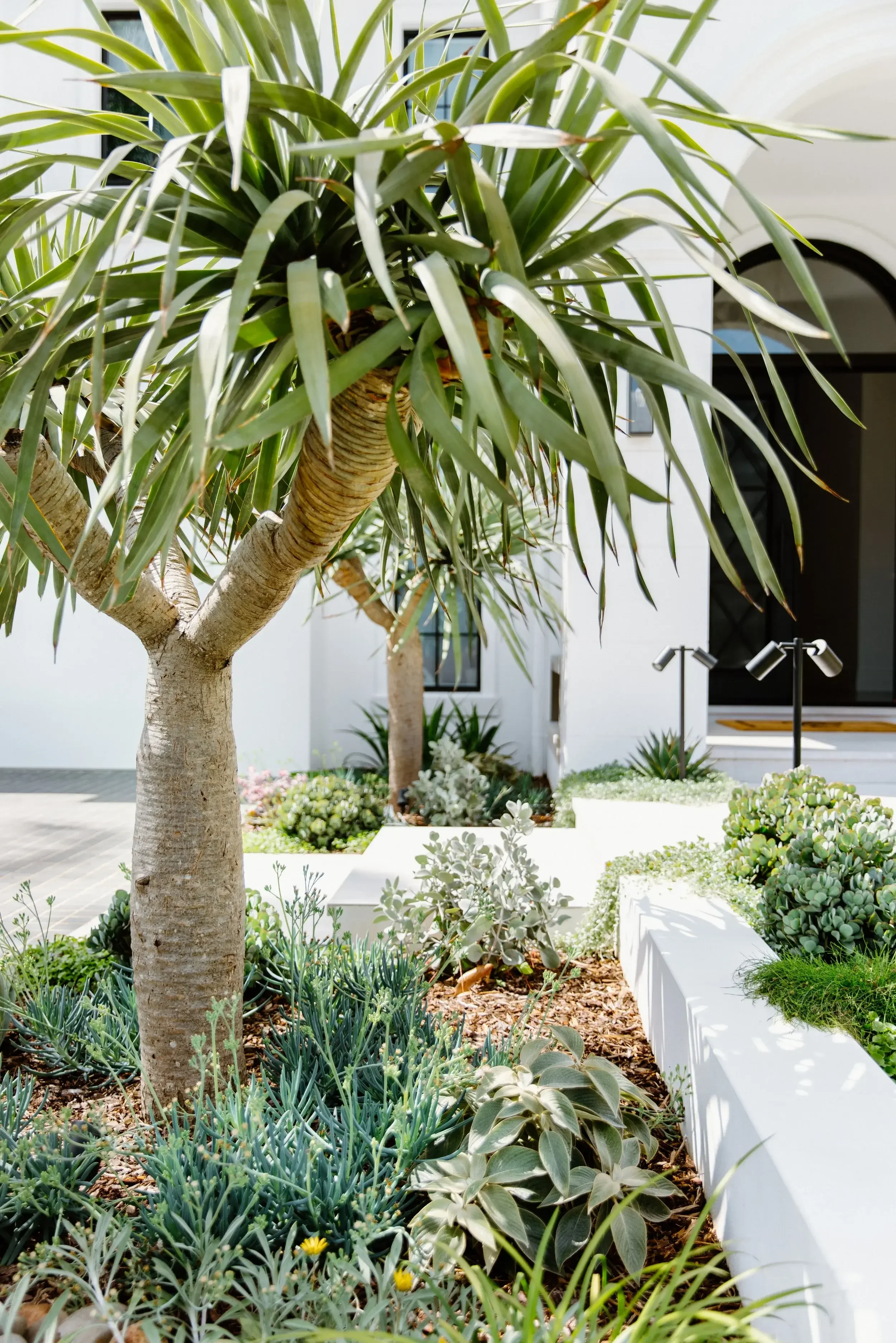 Modern white house with arched doorway and landscaped garden with succulents and small palm-like trees