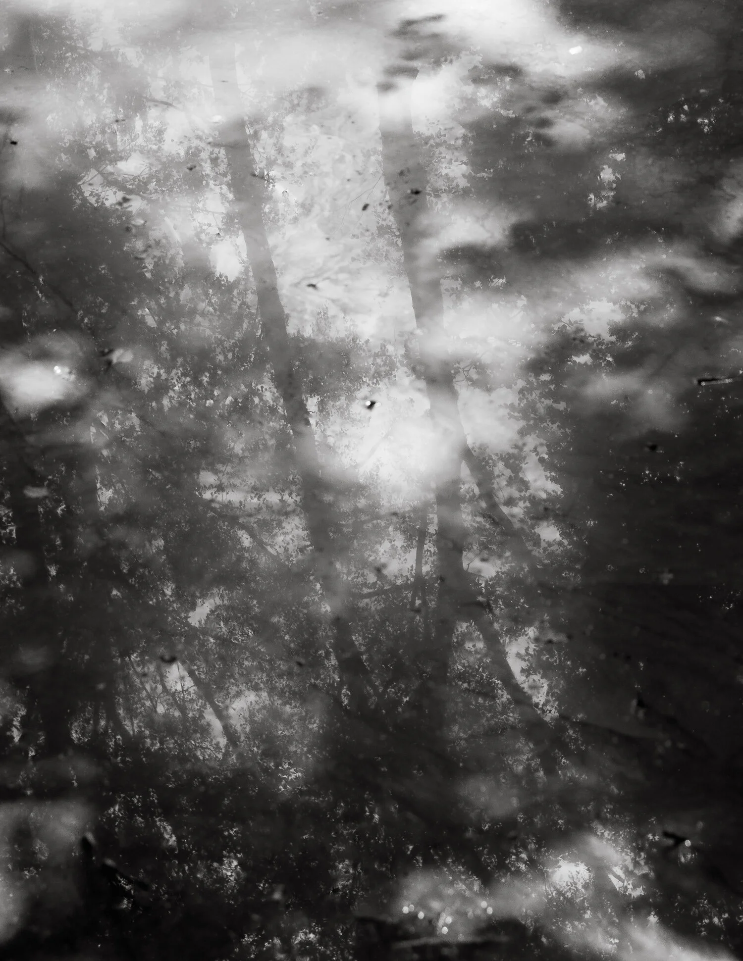 Reflection of trees and the sky in a puddle of water.