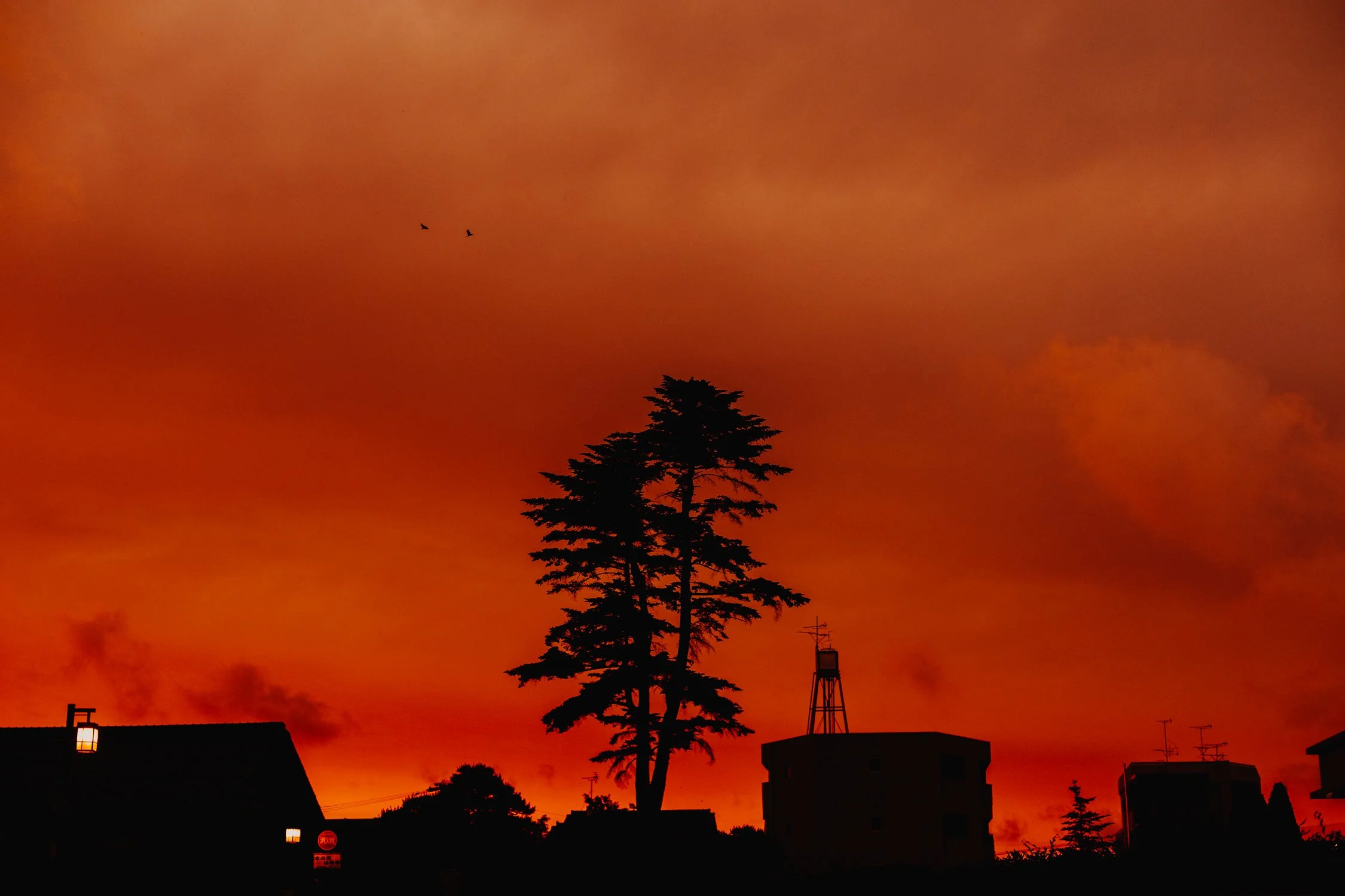 Silhouetted trees and buildings against a fiery orange sunset sky with two birds flying overhead.