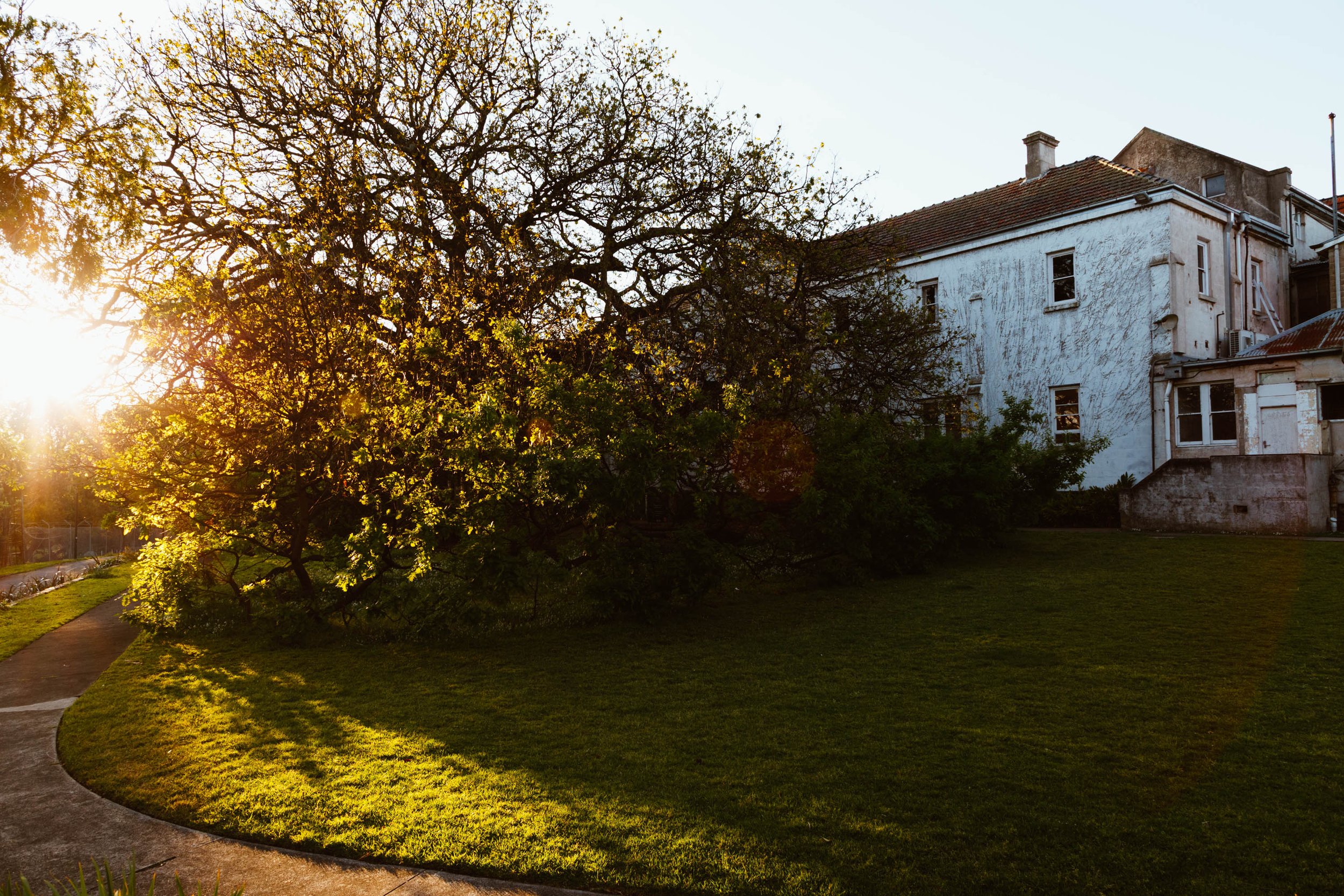 Sunset over a lush grassy lawn with a large leafy tree in front of an old white building with peeling paint and a red tiled roof.