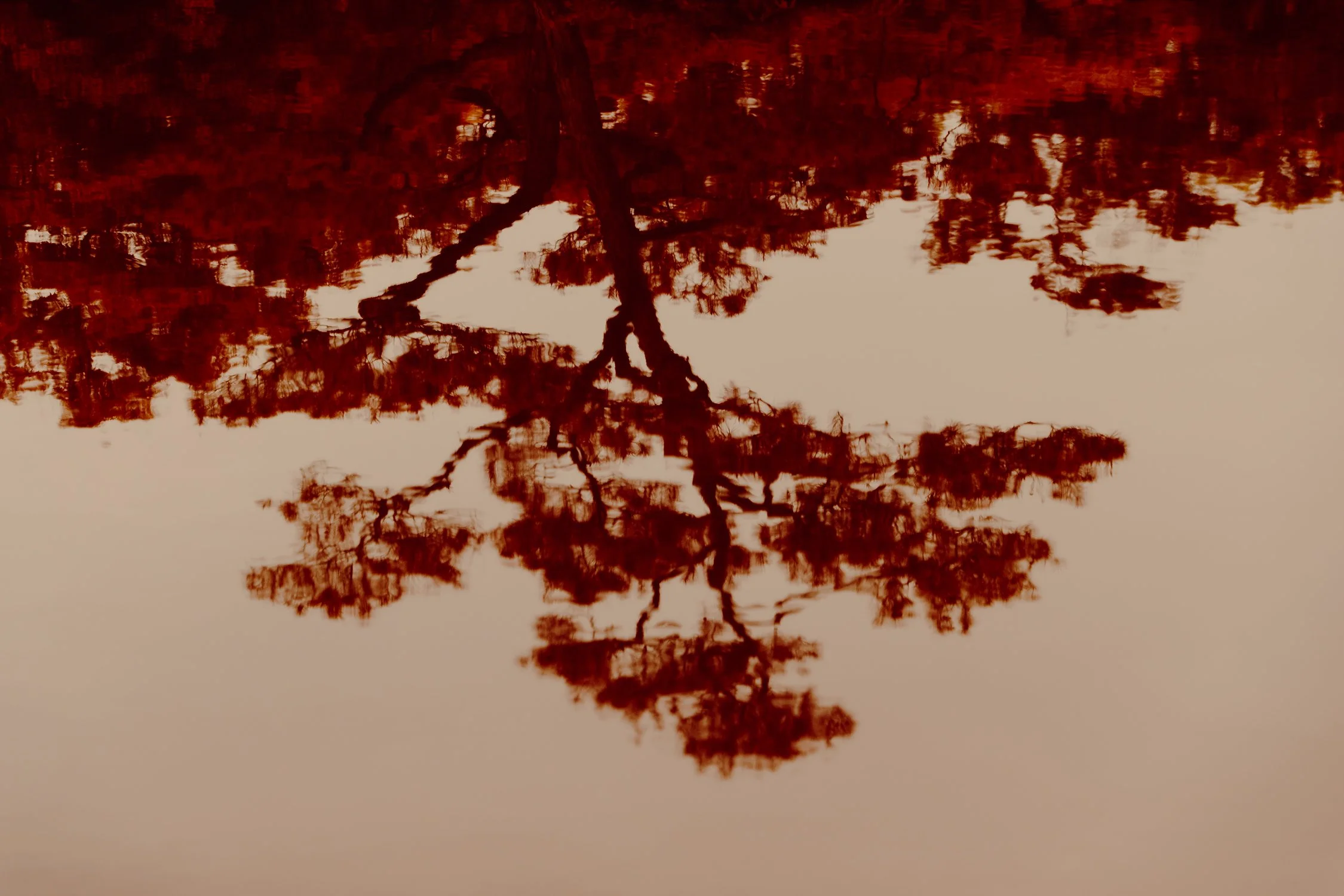 Reflection of a tree in the water creating a mirror image.