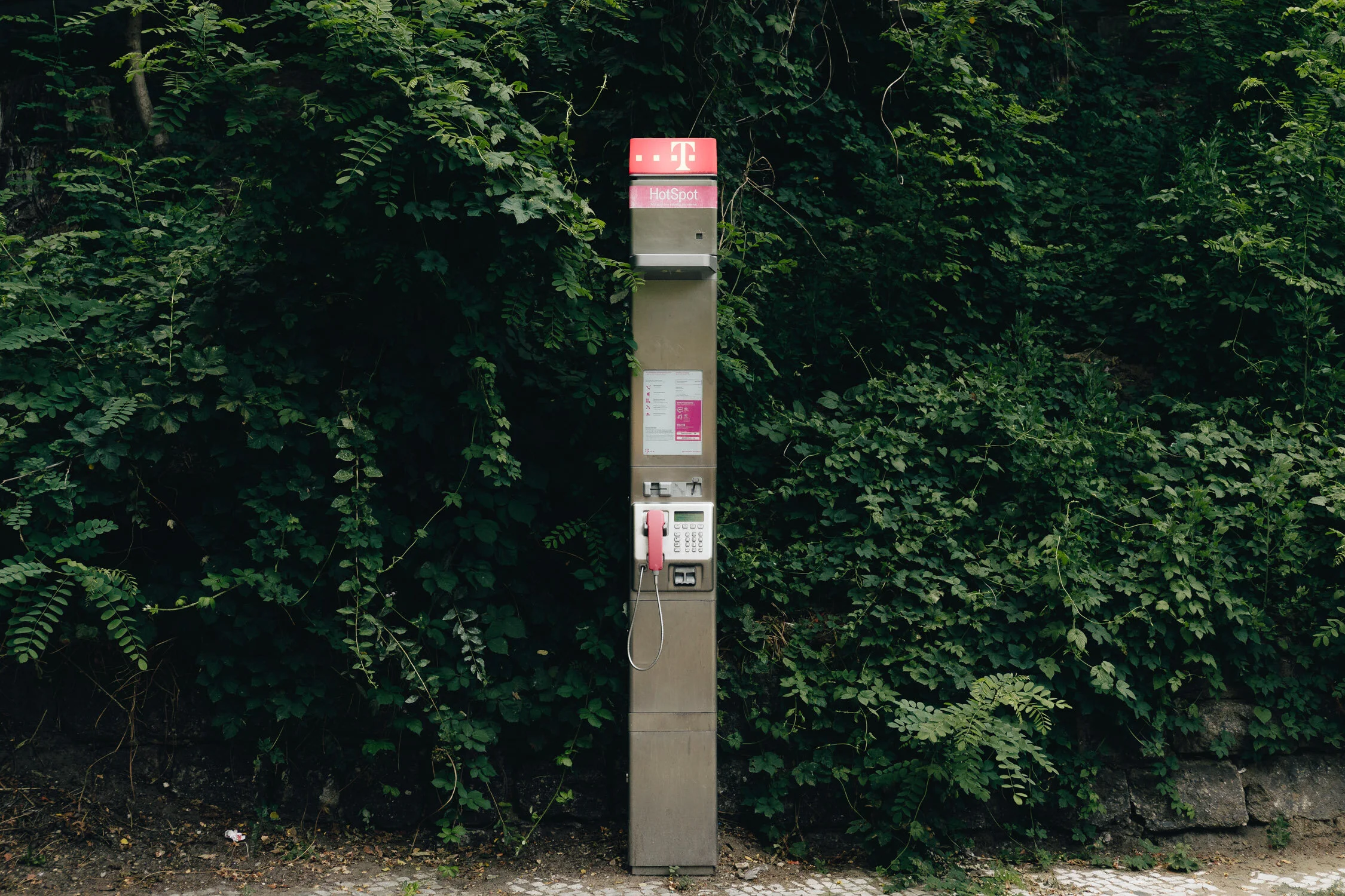 Public telephone booth with a pink phone, placed against a wall covered with green foliage.