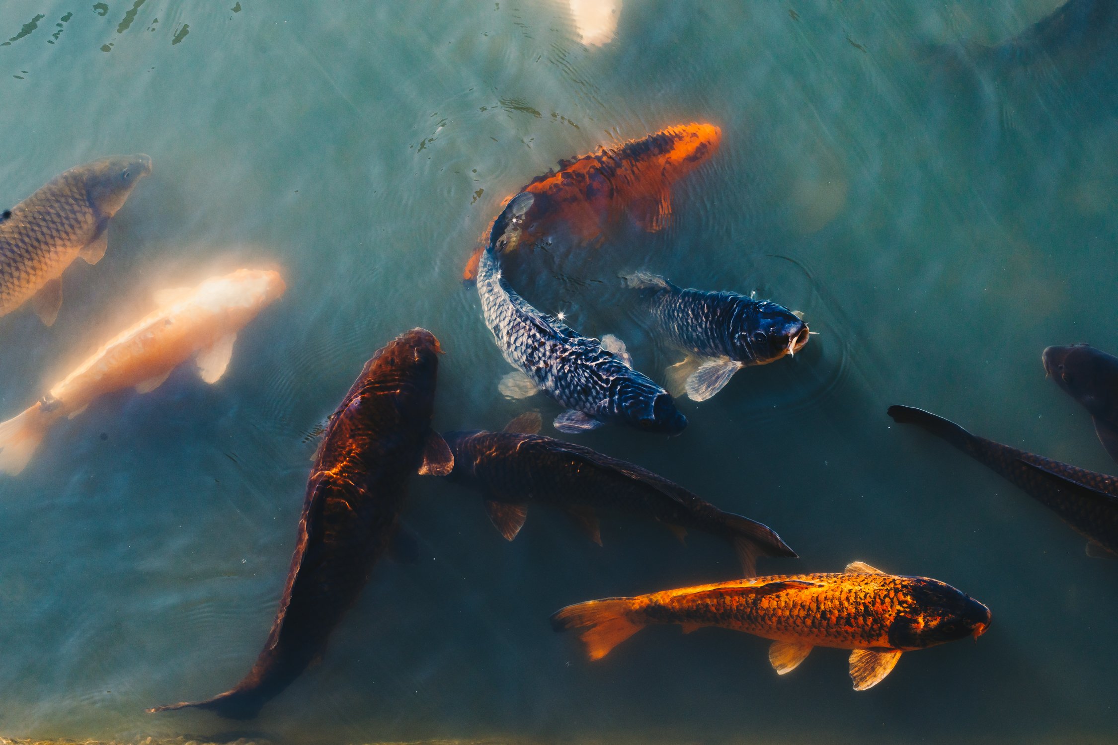 Various colorful koi fish swimming in a pond, with some close to the surface and others deeper in the water.