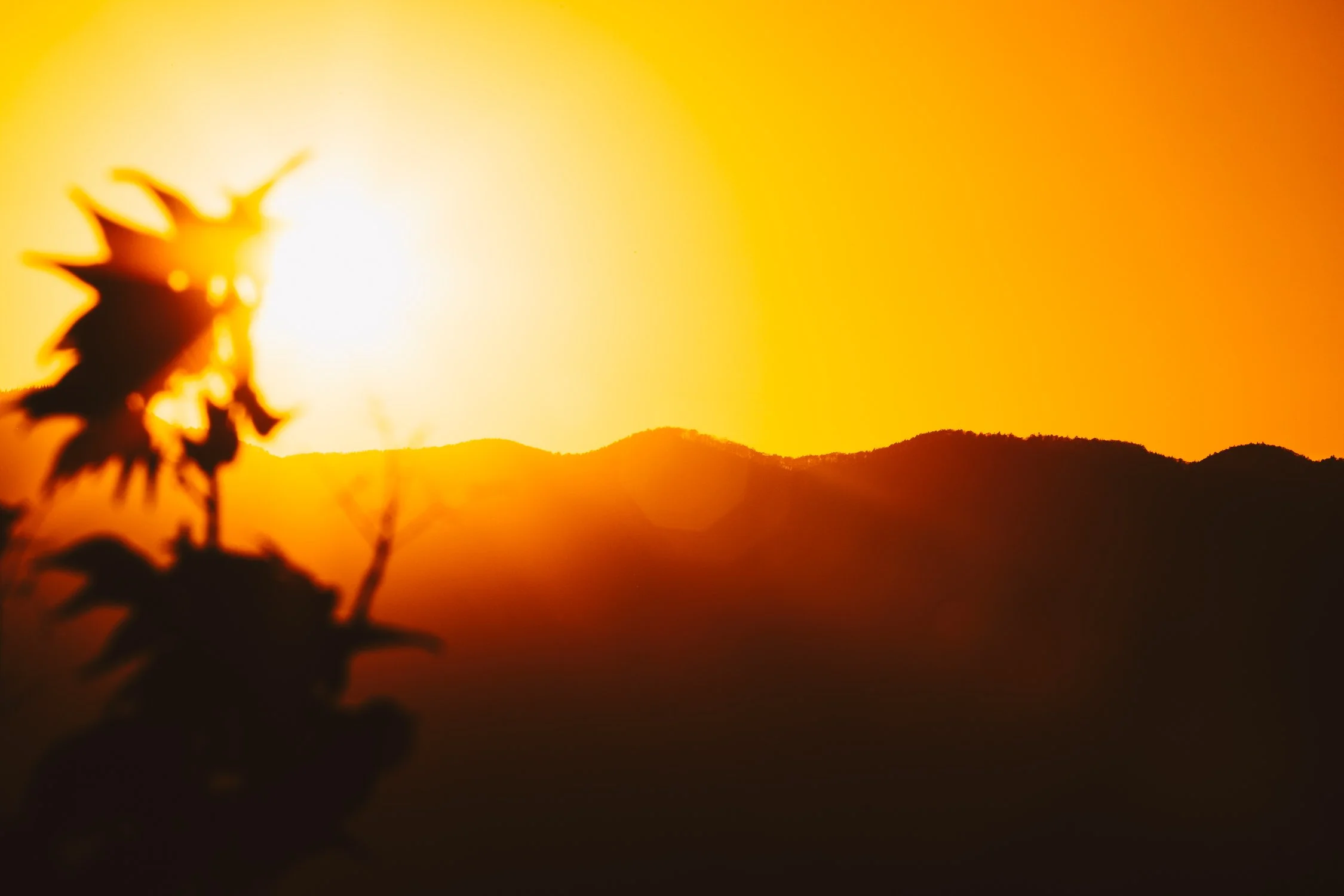 Blurred silhouette of a sunflower in the foreground with a sunset over mountains in the background.