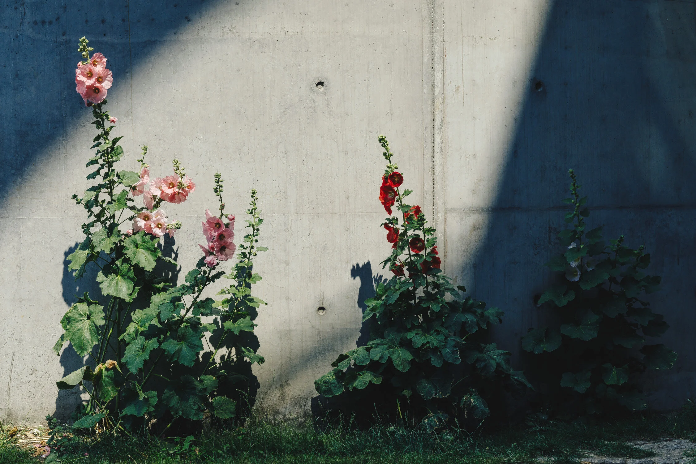 Three hollyhock plants with pink and red flowers growing against a concrete wall, partially shaded by sunlight.