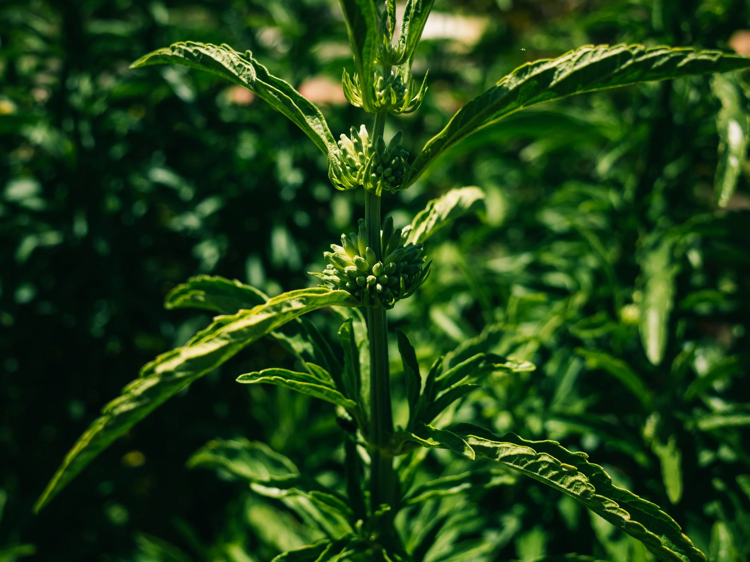 Close-up of a green cannabis plant with budding flowers and serrated leaves.
