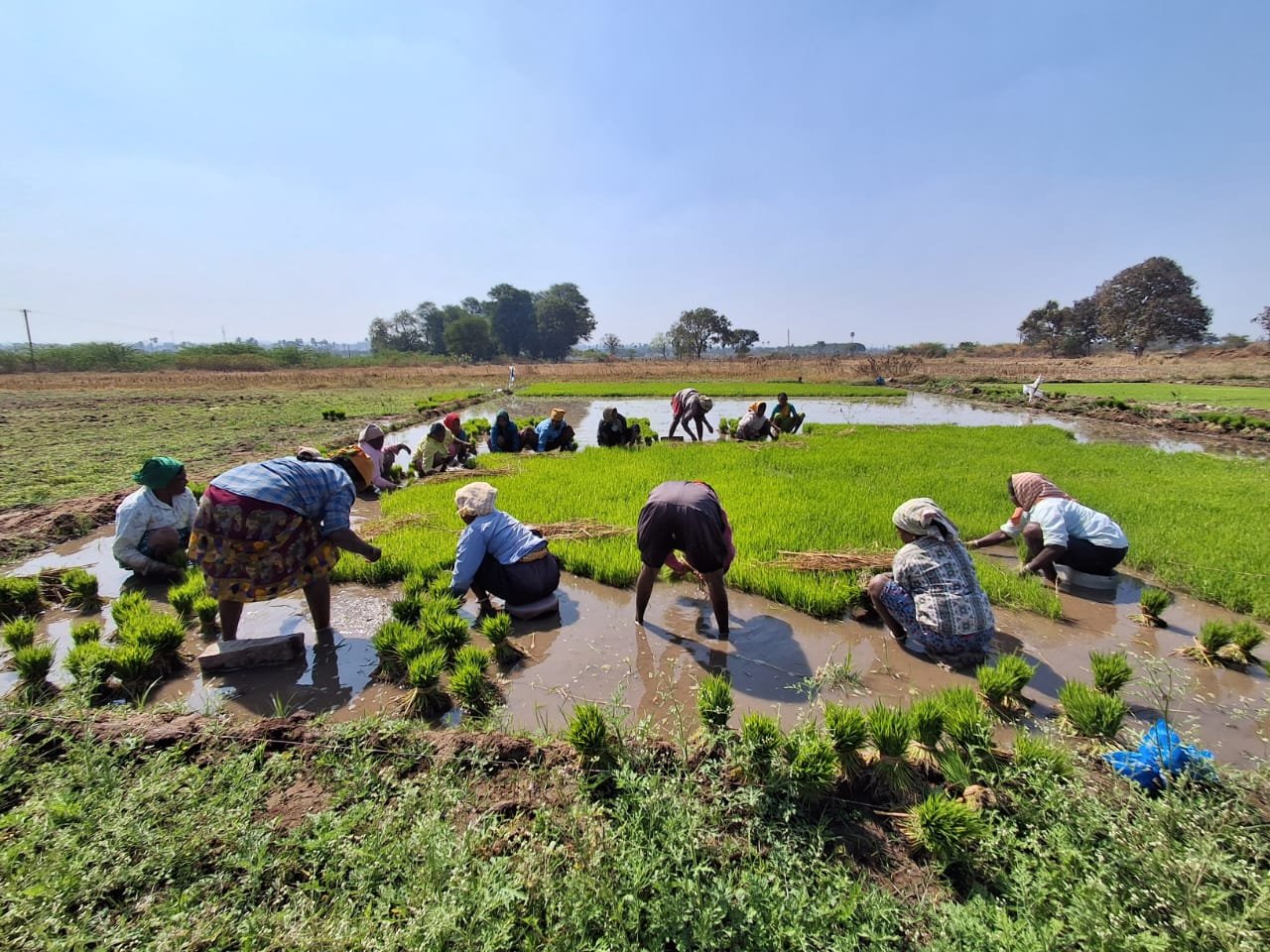 WhatsApp Image 2026-01-21 at 10.56.00.jpeg