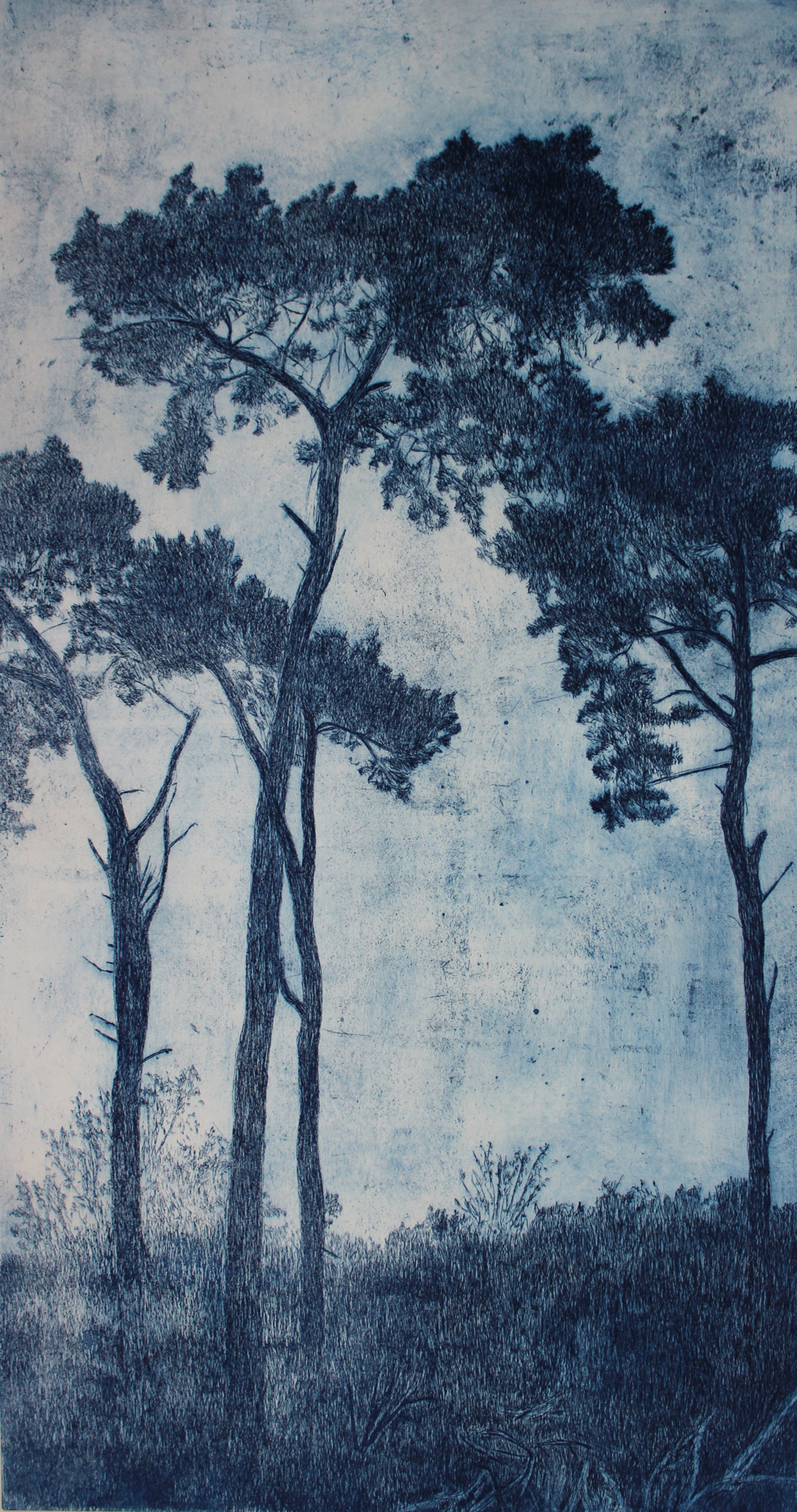 Kirstie Behrens, St. Michaels Pines, Blue, etching, £425.jpg