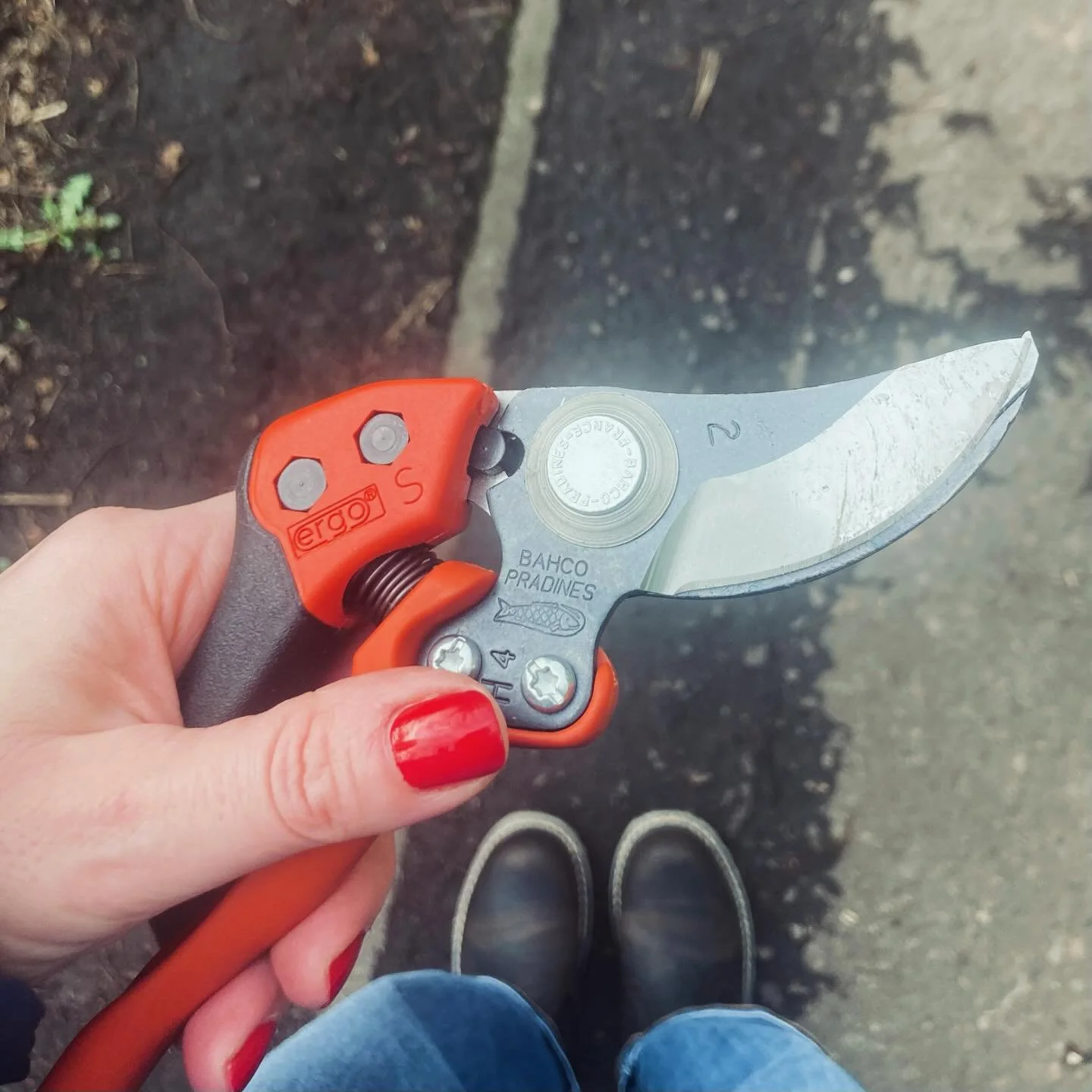 Back to the classroom for me today! 🤓 
Day 1 on the RBGE Certificate in Practical Horticulture course ✔️
&bull;
&bull;
&bull;
&bull;
&bull;
#botanicgardensedinburgh 
#horticulture 
#everydaysaschoolday 
#fancysecateurs
#certificateinpracticalhorticu